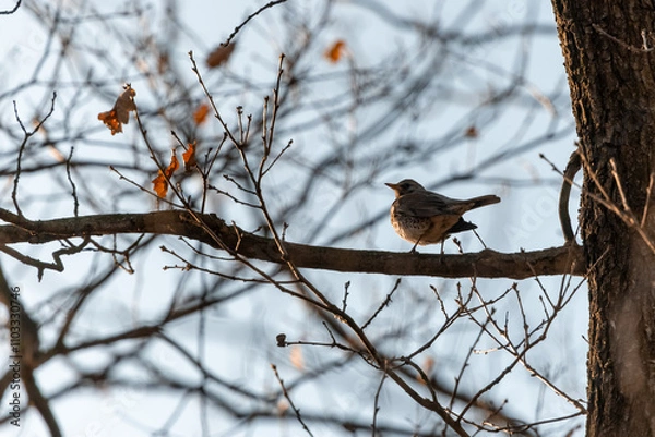 Fototapeta A small songbird, a blackbird, sitting on a branch in an oak forest in the Czech Republic