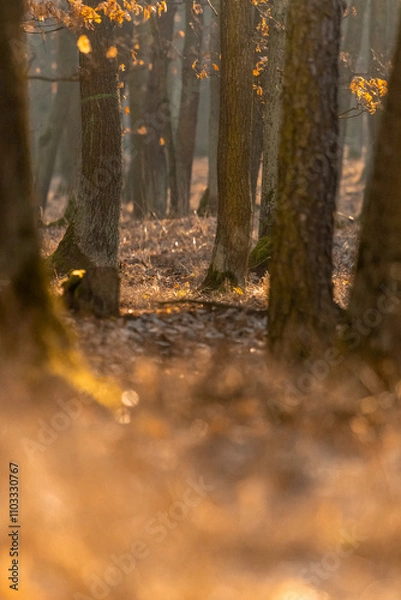 Fototapeta Oak forest with morning light fog and dried leaves of trees in Czech Republic