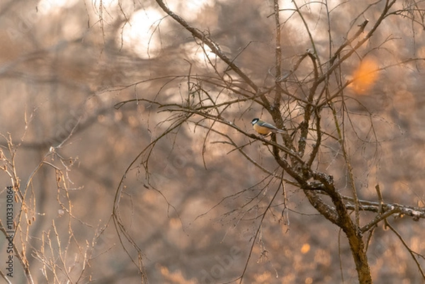 Fototapeta Great tit sitting on a branch in an oak forest in the Czech Republic