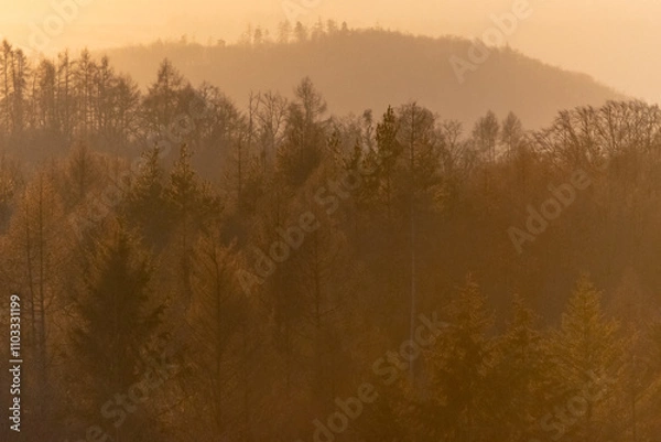 Fototapeta Oak forest with morning light fog and dried leaves of trees in Czech Republic