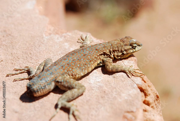 Fototapeta Lizard with no tail