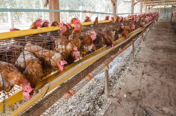 Obraz Farm Chicken Eggs