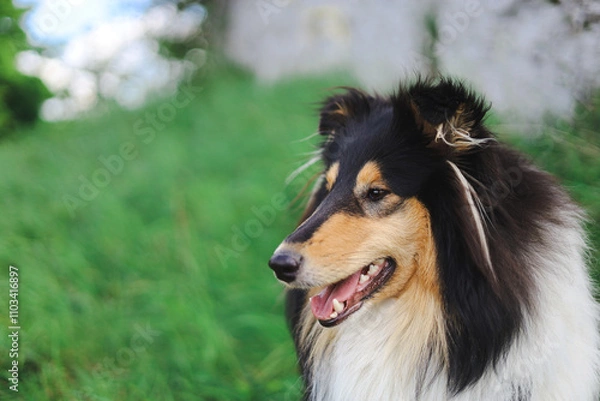Fototapeta Smiling rough collie puppy portrait with rocky background