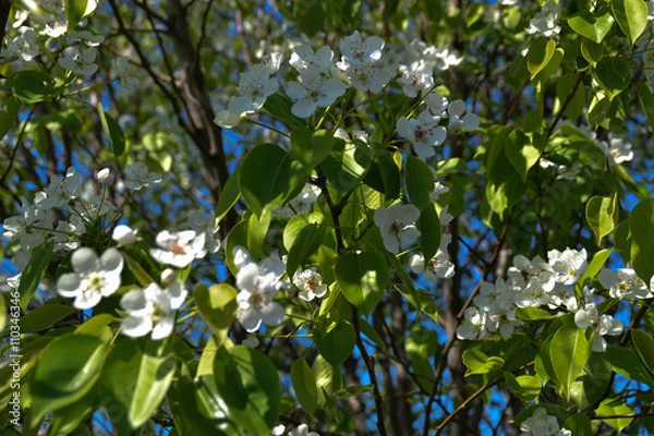 Fototapeta Цветение