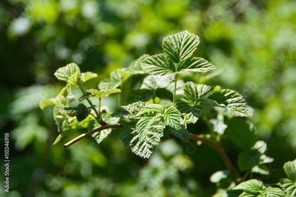 Fototapeta Малина