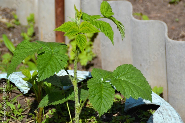 Fototapeta Малина
