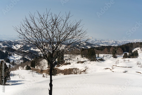 Obraz １本の立木と早春の山古志地域の風景