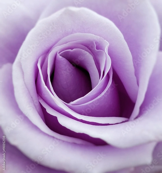Obraz Purple Rose