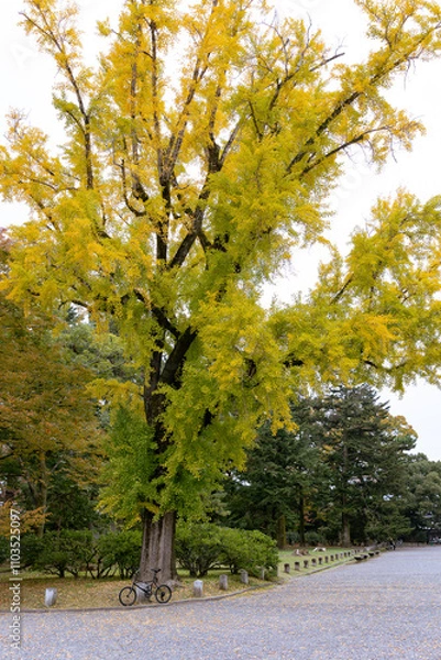 Obraz 銀杏の木と自転車