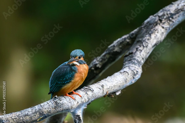 Obraz Comon kingfisher on branch
