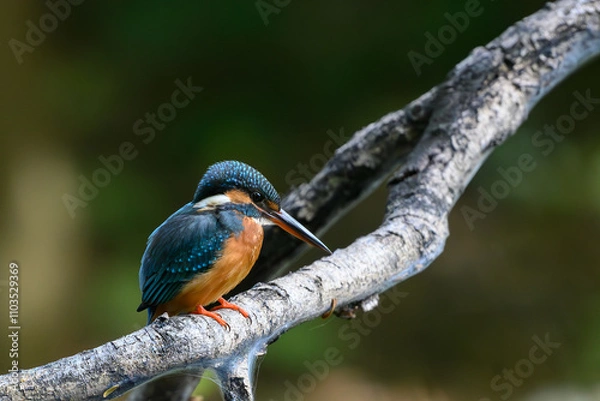 Obraz Comon kingfisher on branch