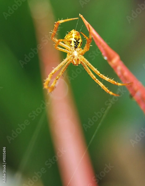 Obraz Hang on the Top