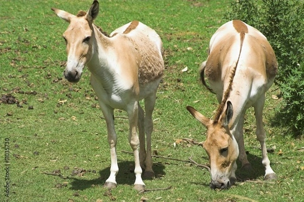 Fototapeta Wild Asses