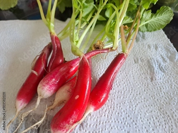 Obraz Radishes