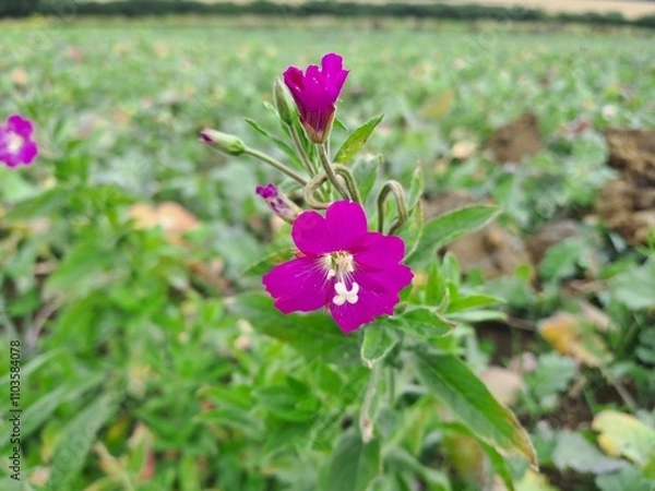 Obraz Hairy willowherb