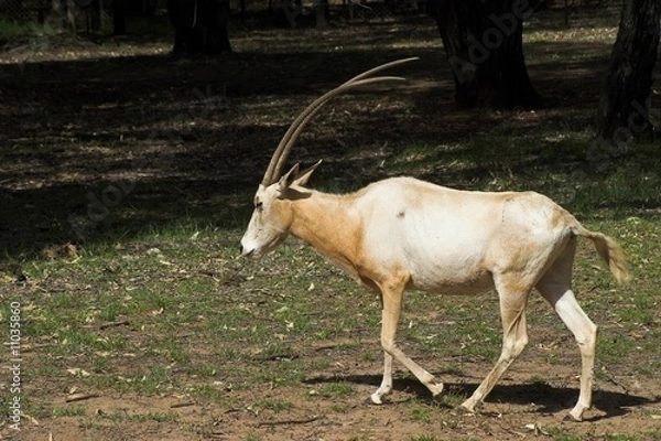 Fototapeta Scimitar Oryx