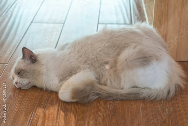 Fototapeta A cat is sleeping on the wooden tile floor.