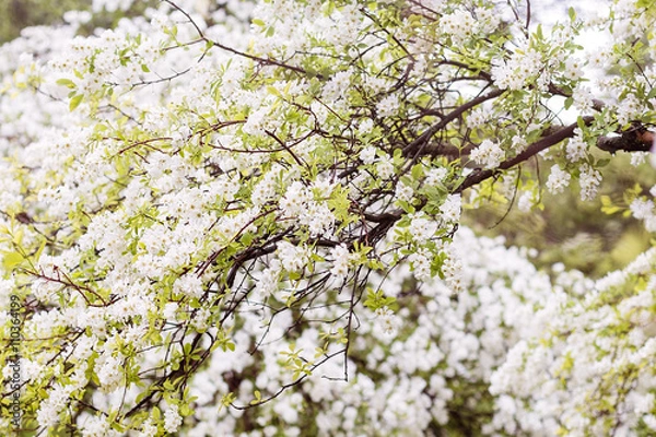 Fototapeta Spring flower background