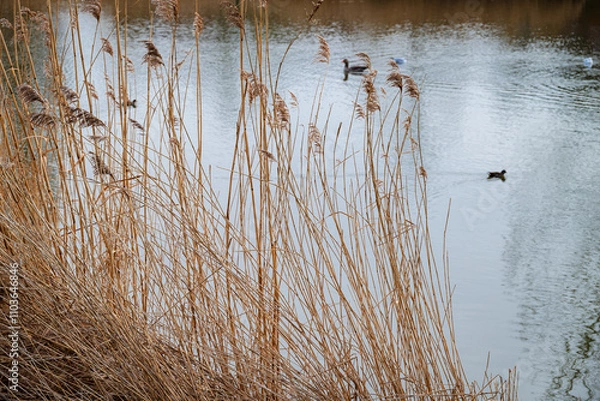 Obraz Golden stalks of dried reeds stand tall along the lakeside in winter, distant waterbirds glide in soft focus