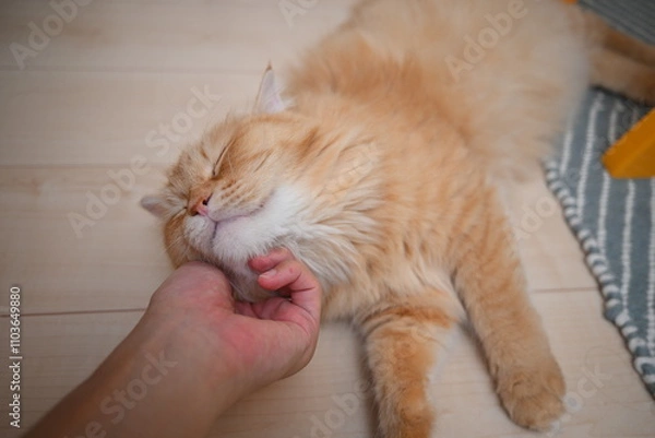 Obraz 寝っ転がって顎を撫でられて気持ちのよい猫（マンチカン）