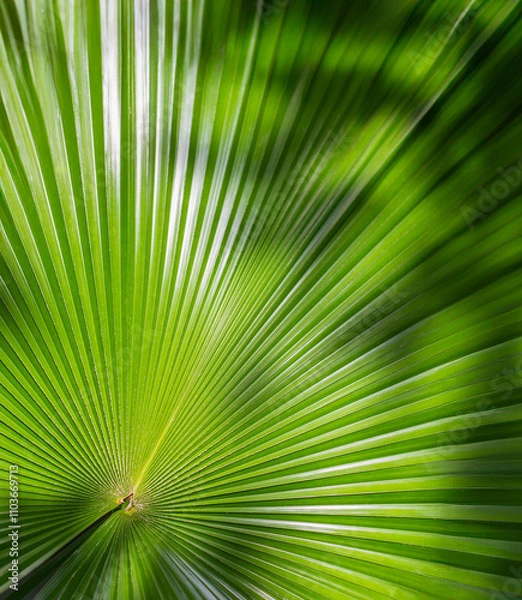 Obraz Lush green palm tree leaves