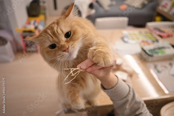 Obraz 食べ物がほしい猫のマンチカン