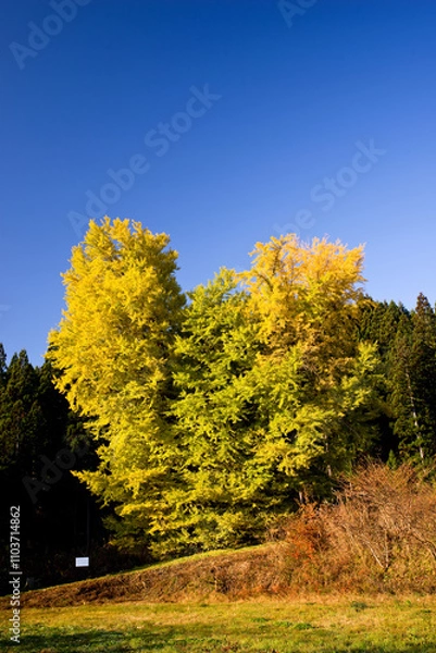 Fototapeta 日本、青森、法量のイチョウ