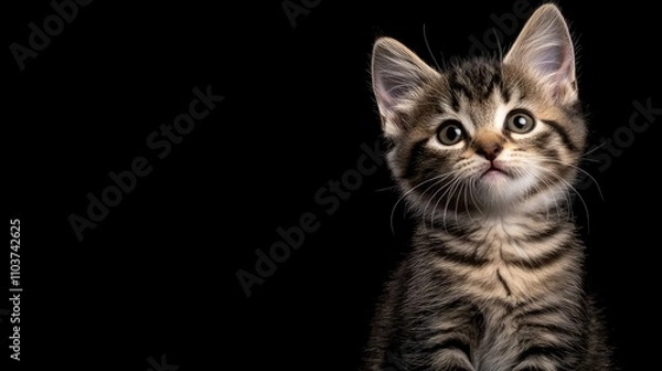 Fototapeta Adorable portrait of a cute, fluffy tabby kitten, capturing its playful nature. This charming tabby kitten image offers ample copy space for creative use.