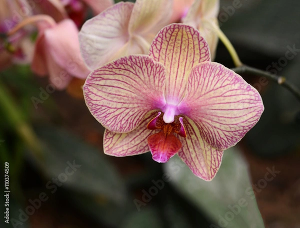 Fototapeta Phalaenopsis