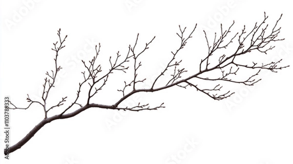 Fototapeta A dry branches isolated on a white background