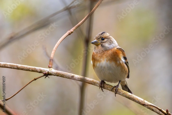 Fototapeta Bergfink oder Nordfink im Herbst