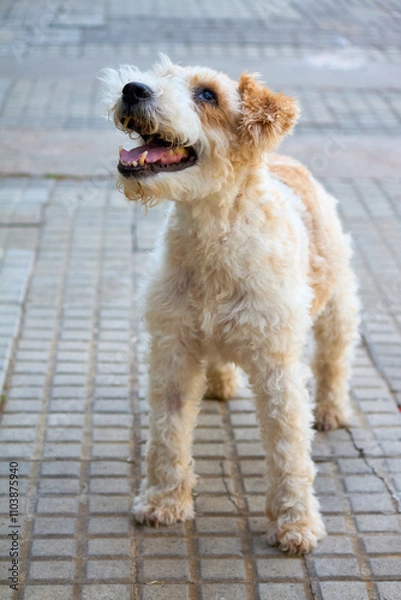 Fototapeta Wire fox terrier dog standing on a tile pavement, with curly coat and cheerful expression pets, joy and urban life.