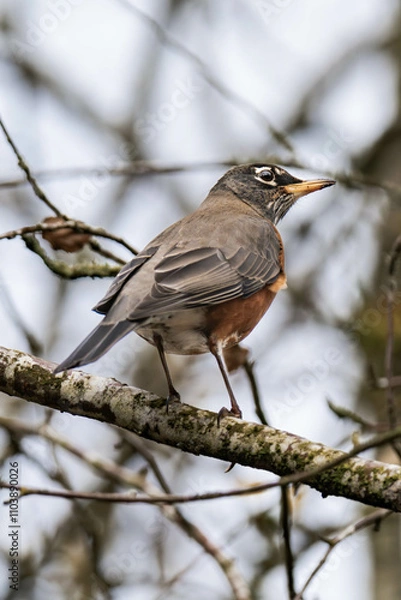 Fototapeta American robin (Turdus migratorius) close-up