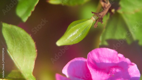 Fototapeta アフリカホウセンカインパチェンスの種果実