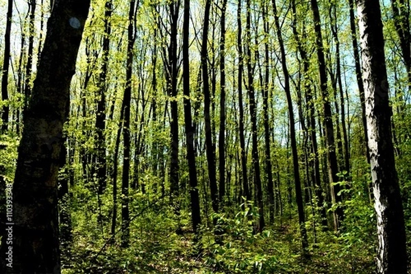 Obraz Into the woods