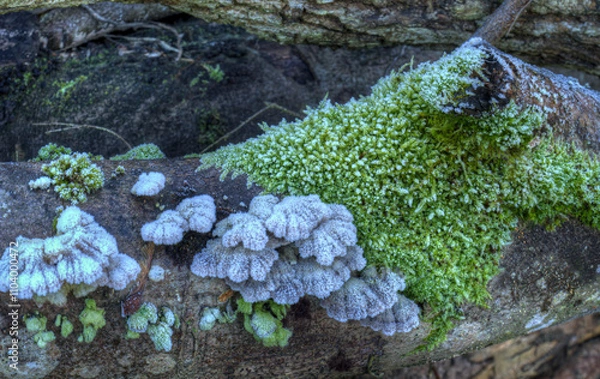 Obraz Der erste Frost im Herbst mit Eiskristallen und gefrorenem Moos auf einem Baum