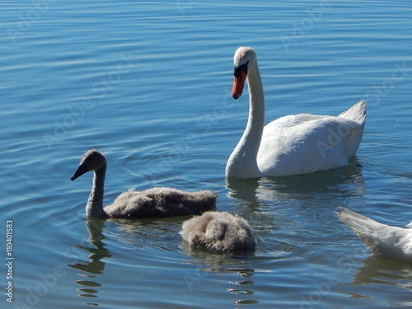 Obraz Familie Schwan