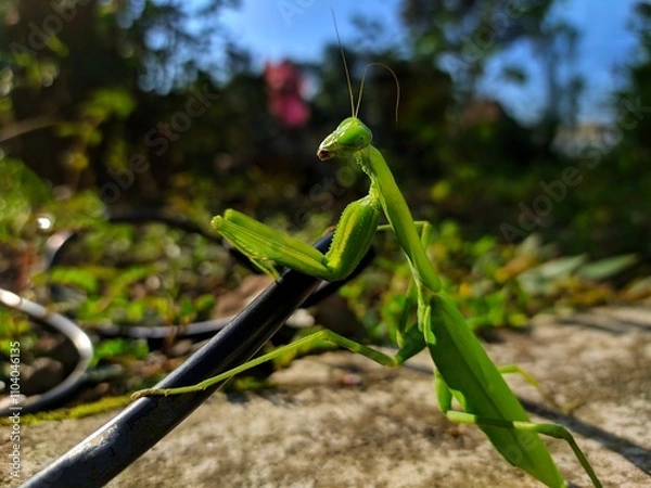 Obraz green praying mantis
