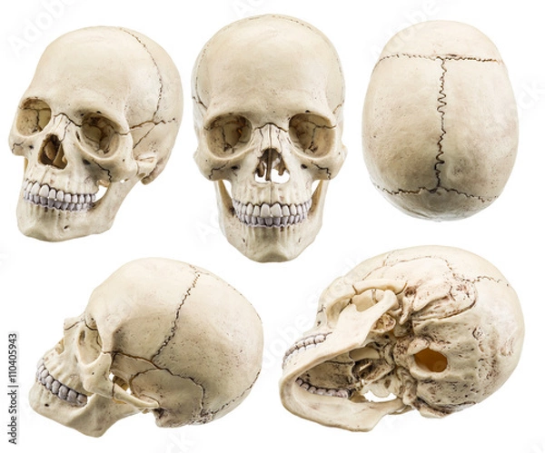 Fototapeta Skull model isolated on a white background.