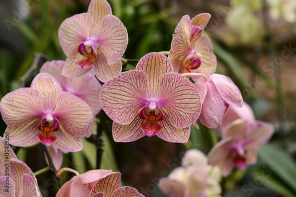 Fototapeta Phalaenopsis