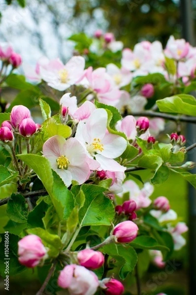 Fototapeta kwitnąca wiśnia