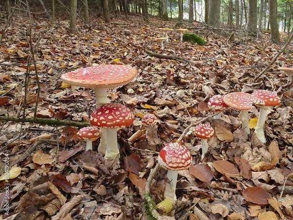 Fototapeta A group of fly agarics (Amanita muscaria) in a forest in autumn.