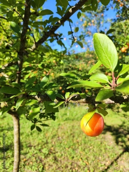 Fototapeta A plum tree standing tall in the heart of the woodland, its branches heavy with ripe fruit. Surrounded by lush greenery, it adds a touch of nature’s beauty to the tranquil forest environment.