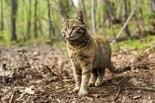 Obraz wild forest cat