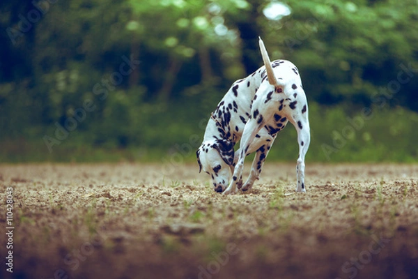 Obraz Dalmatian Smells On The Ground In Nature