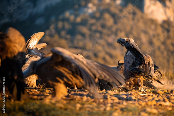 Obraz BUITRES EN LA MONTAÑA