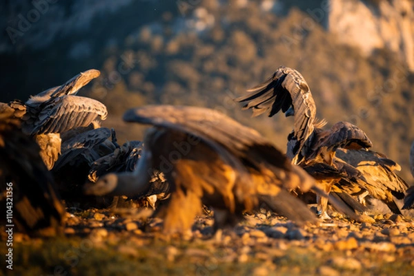 Obraz BUITRES EN LA MONTAÑA