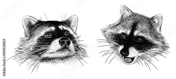 Fototapeta Sketches of two cute raccons heads,  animal portraits, realistic hand drawn illustration isolated on white
