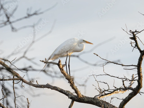 Fototapeta great white egret perched in a tree with no leaves