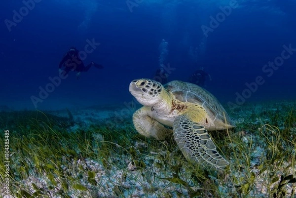 Obraz Turtle on the seagrass 
